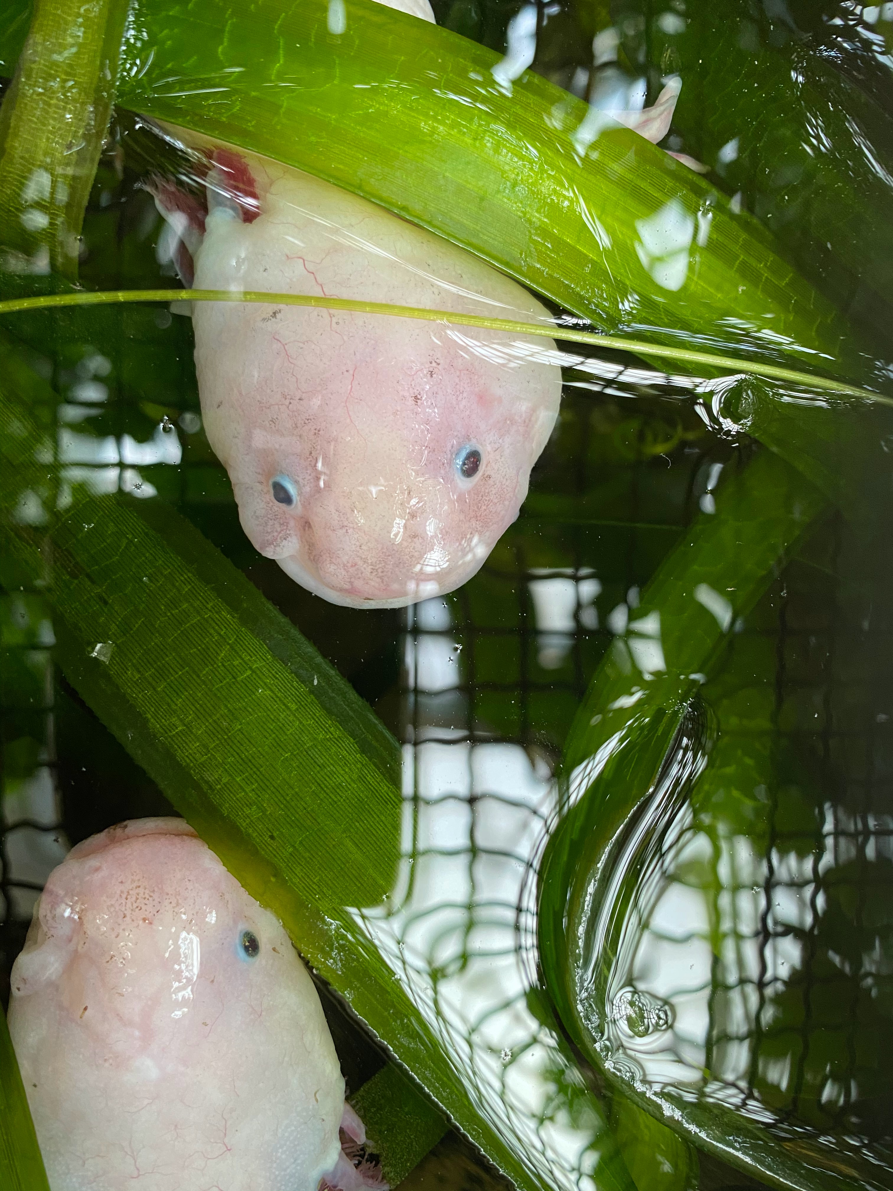 Petit Axolotl (ambystoma Mexicanum) Marchant Sur Une Herbe Dans Un